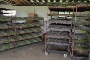 Domaine de Puberclair &ndash; Cultivo de lavanda