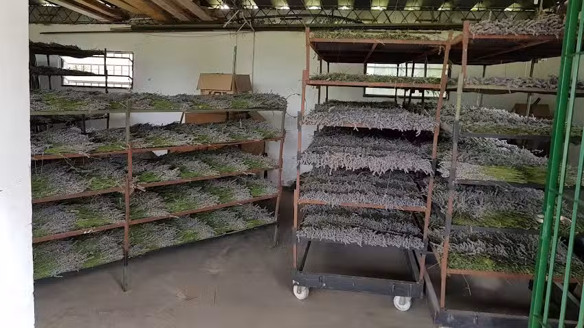 Domaine de Puberclair &ndash; Cultivo de lavanda